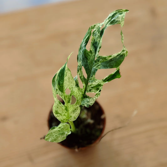 Monstera adansonii 'Frozen Freckles' Steckling | Schiefes Fensterblatt
