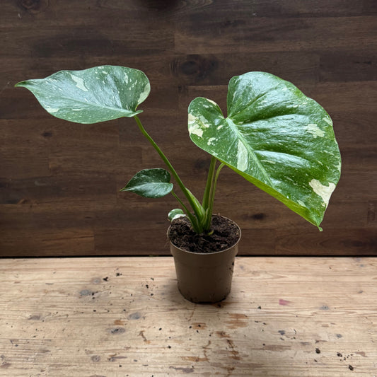 Monstera deliciosa 'Thai Constellation' | Fensterblatt