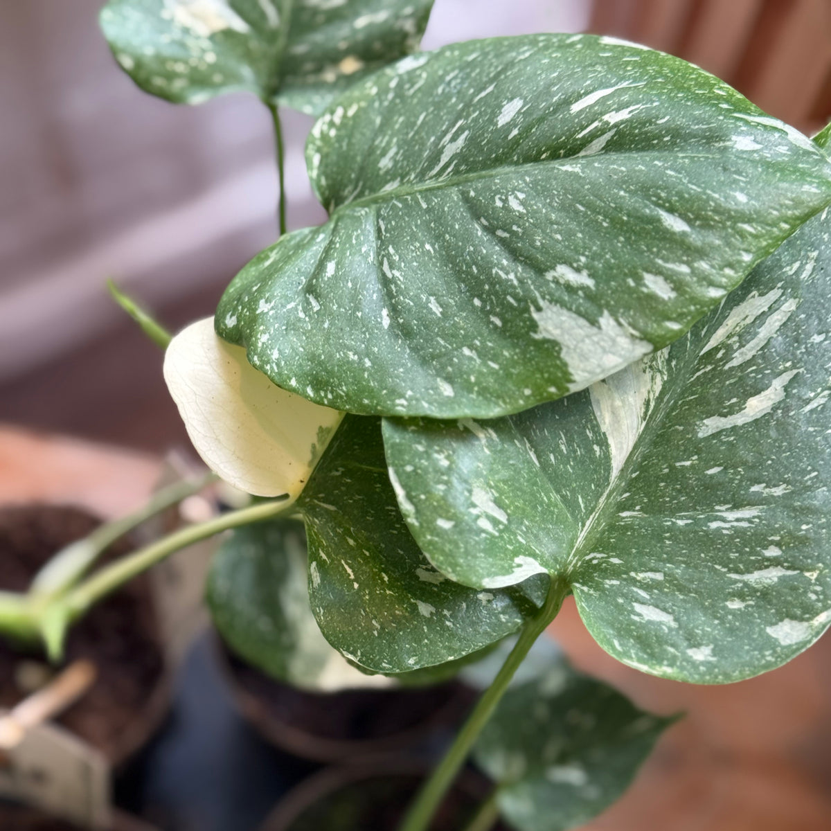 Monstera deliciosa 'Thai Constellation' | Fensterblatt