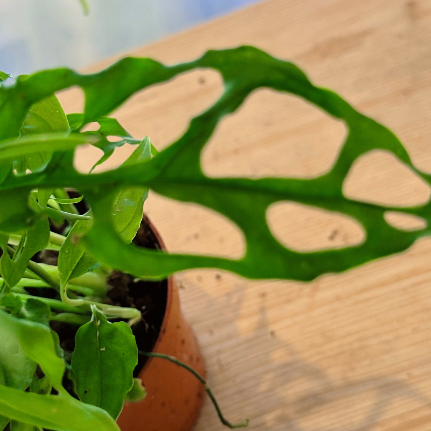 Monstera obliqua 'Peru'