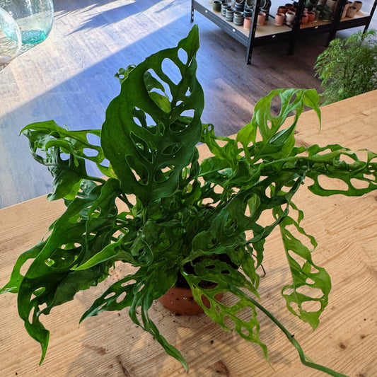 Monstera obliqua 'Peru'