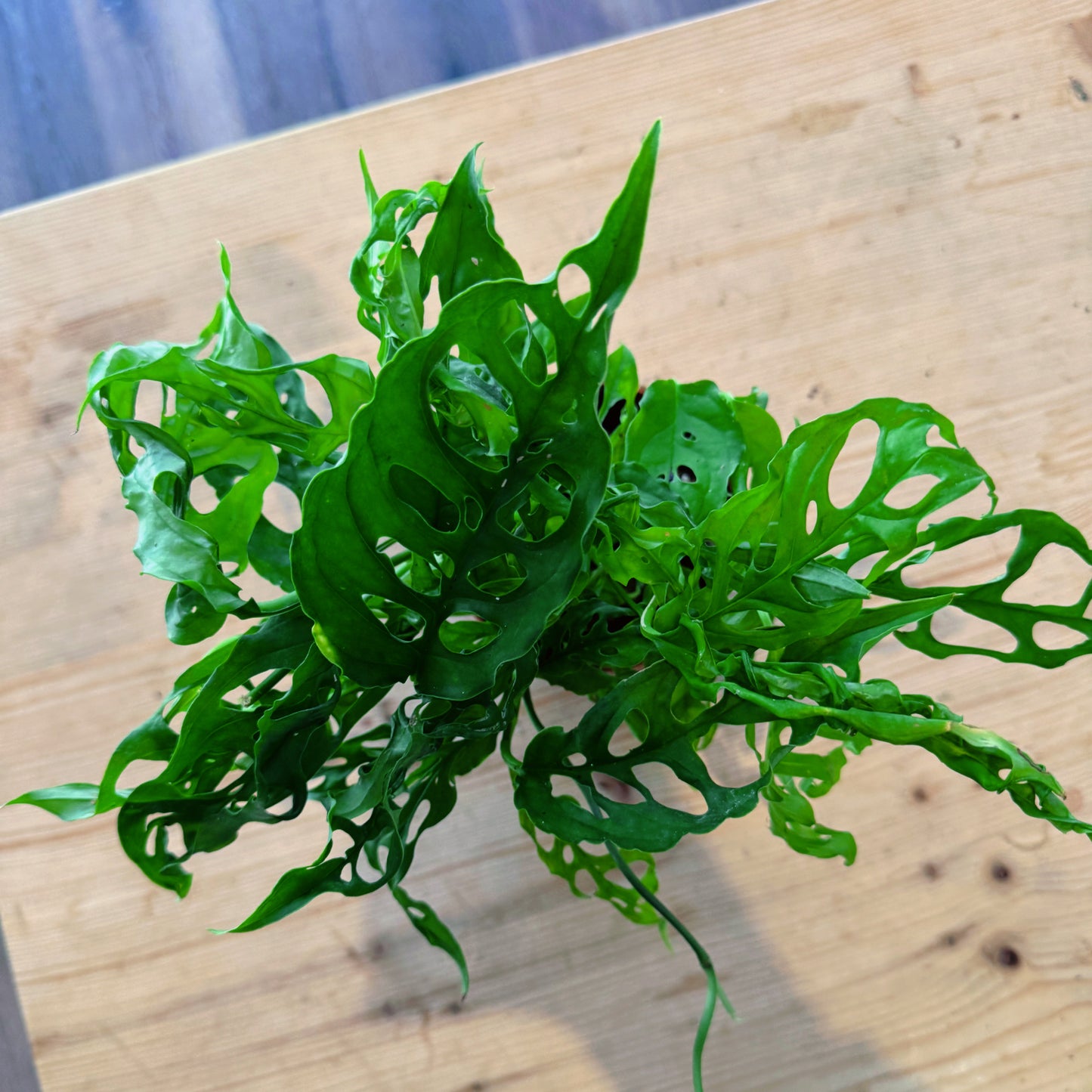 Monstera obliqua 'Peru'