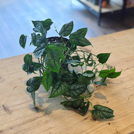 Monstera siltepecana