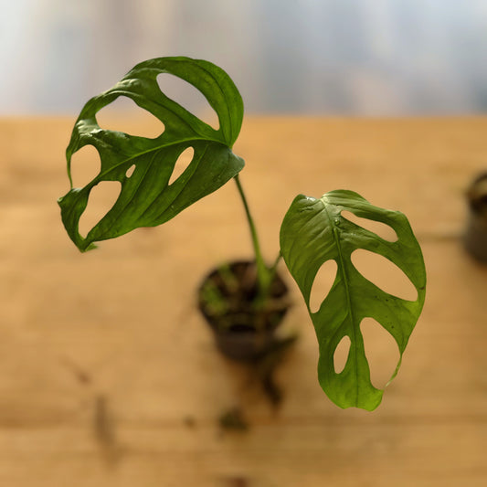 Monstera adansonii 'Monkey Mask' Steckling | Schiefes Fensterblatt