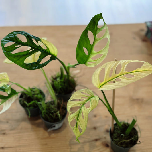 Monstera adansonii 'Variegata' Steckling | Schiefes Fensterblatt
