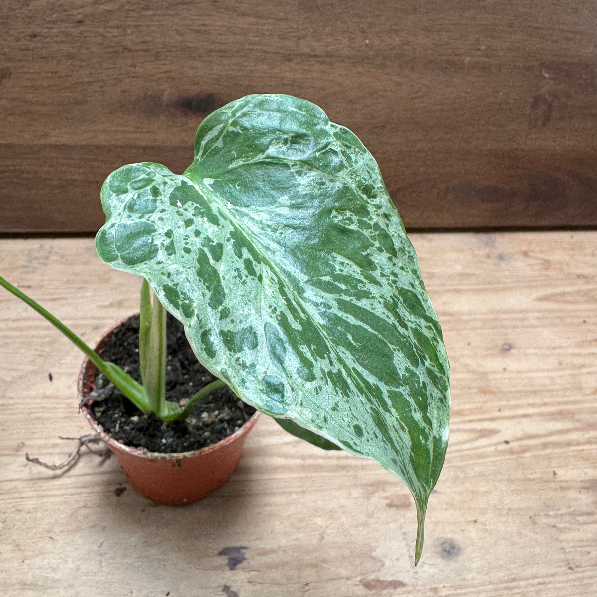 Monstera deliciosa 'Bulbasaur' | Fensterblatt