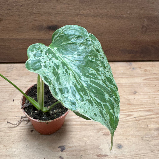 Monstera deliciosa 'Bulbasaur' | Fensterblatt