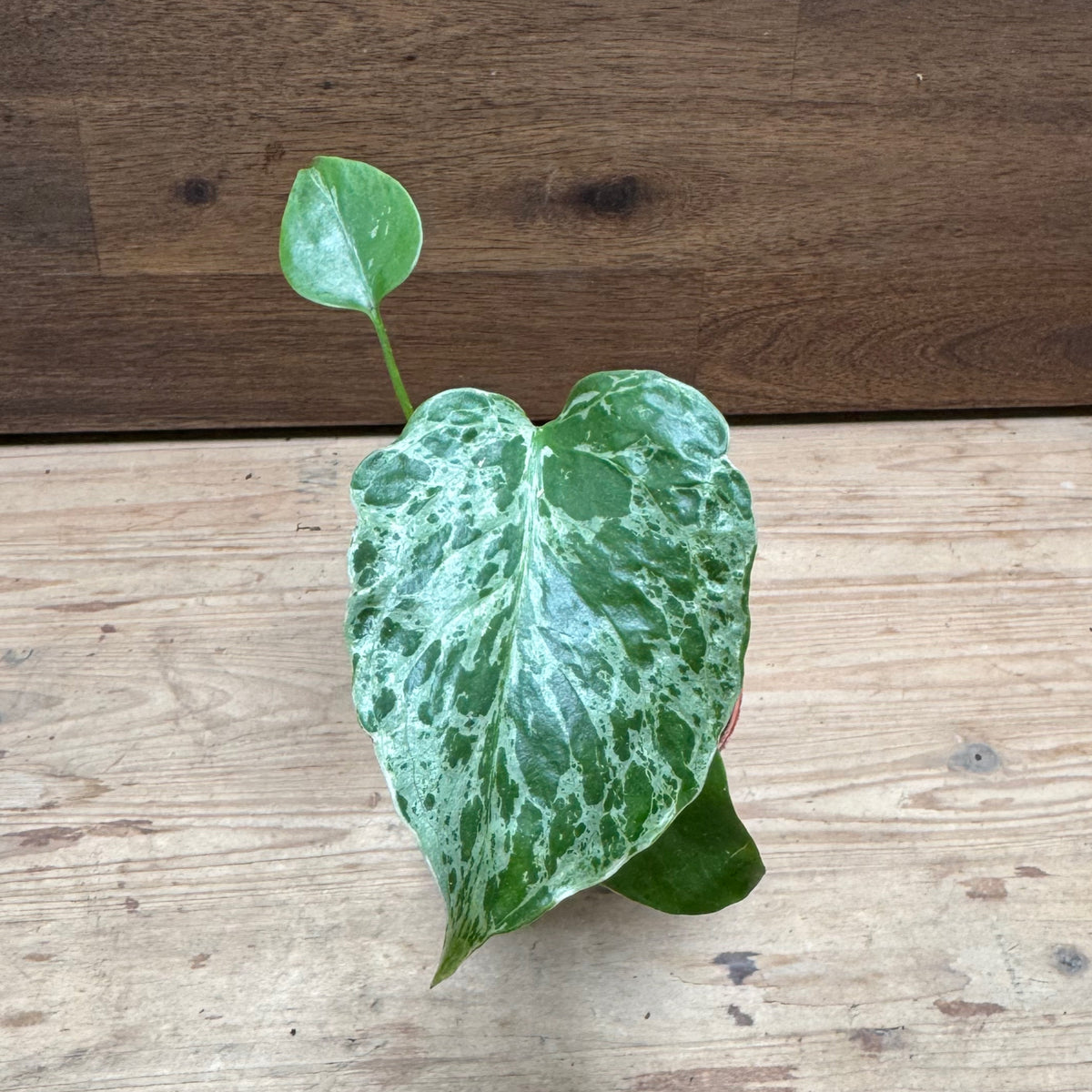 Monstera deliciosa 'Bulbasaur' | Fensterblatt