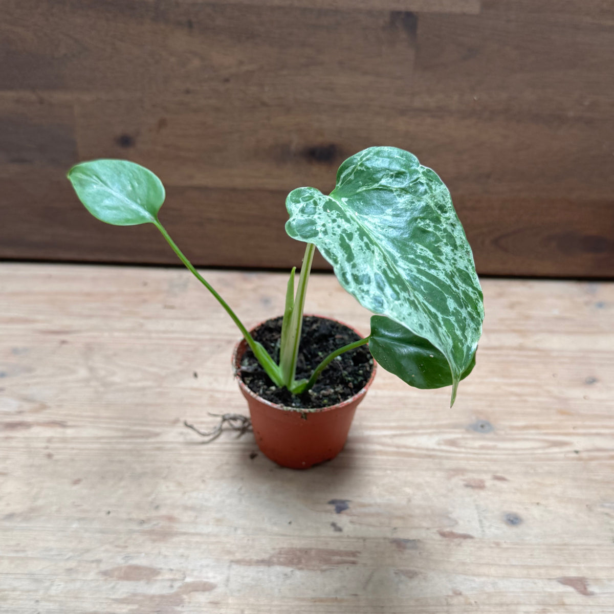 Monstera deliciosa 'Bulbasaur' | Fensterblatt