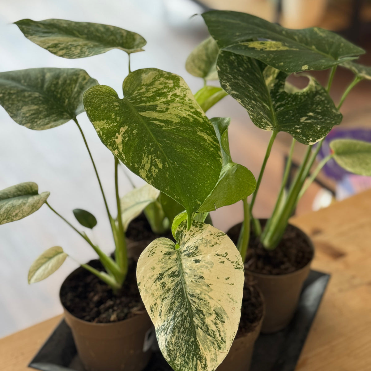 Monstera deliciosa 'Mint' | Fensterblatt