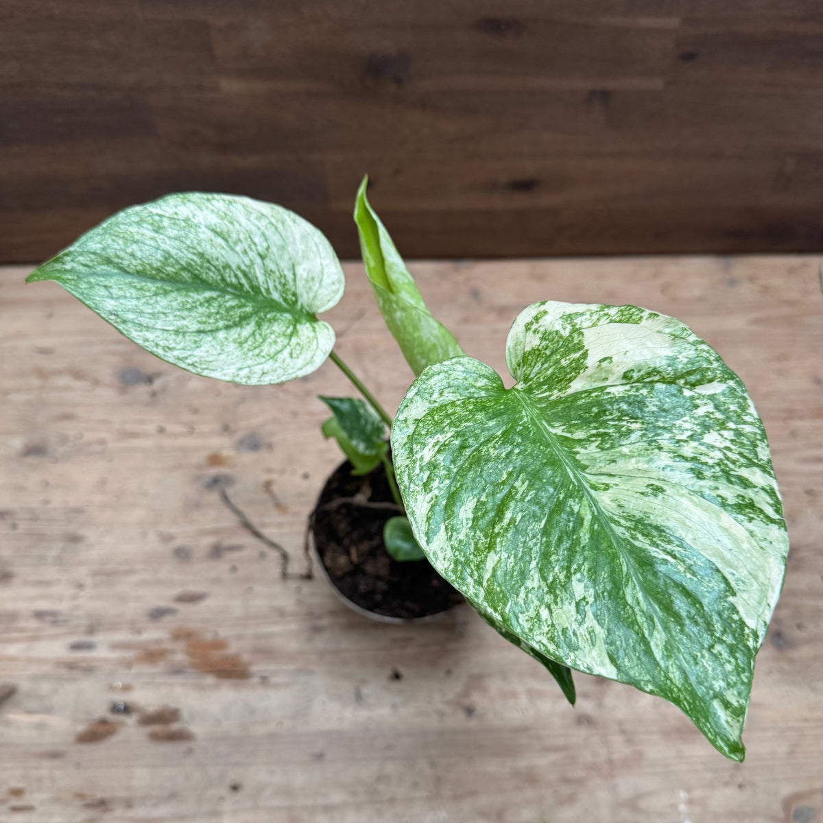 Monstera deliciosa 'Mint' | Fensterblatt