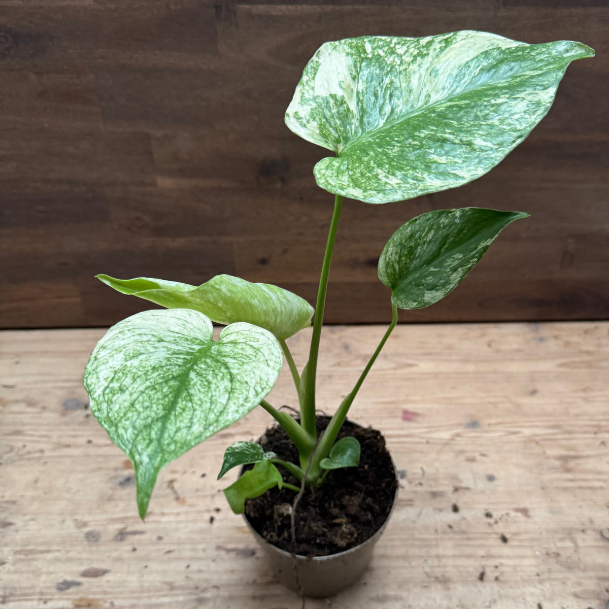 Monstera deliciosa 'Mint' | Fensterblatt