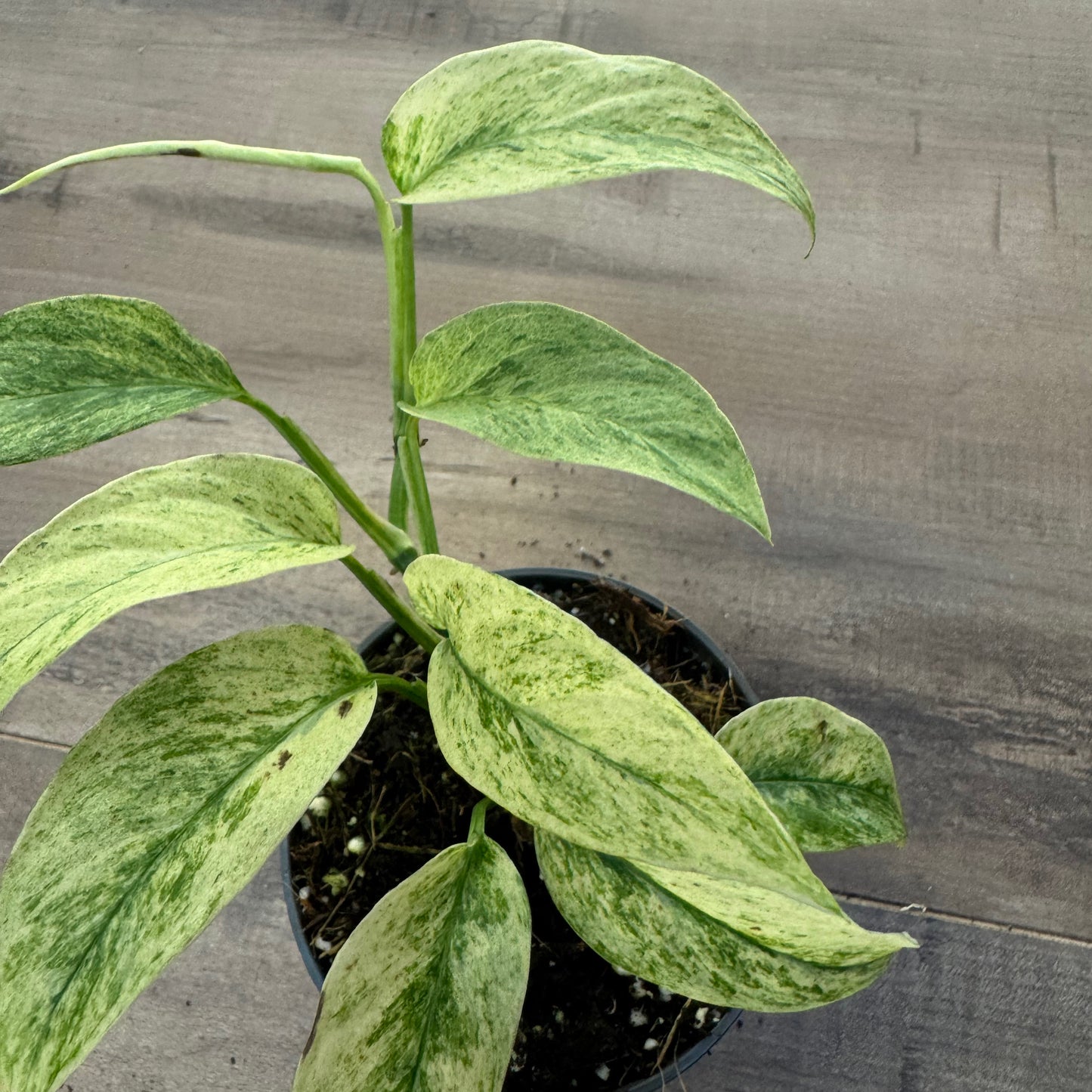 Monstera laniata MINT