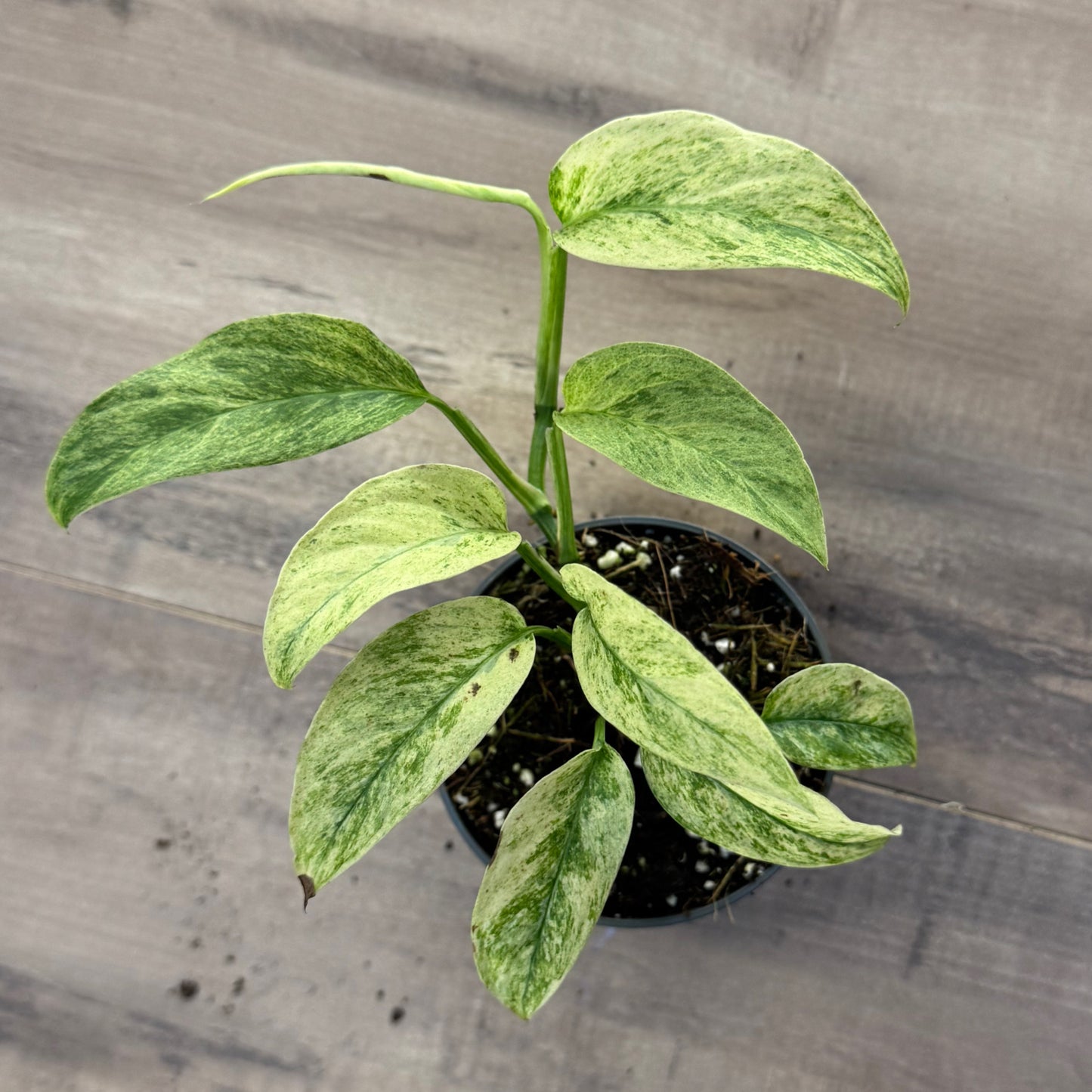 Monstera laniata MINT