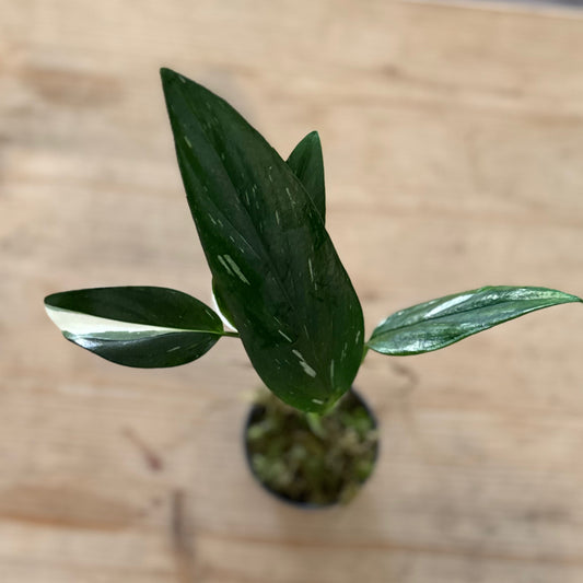 Monstera standleyana Steckling