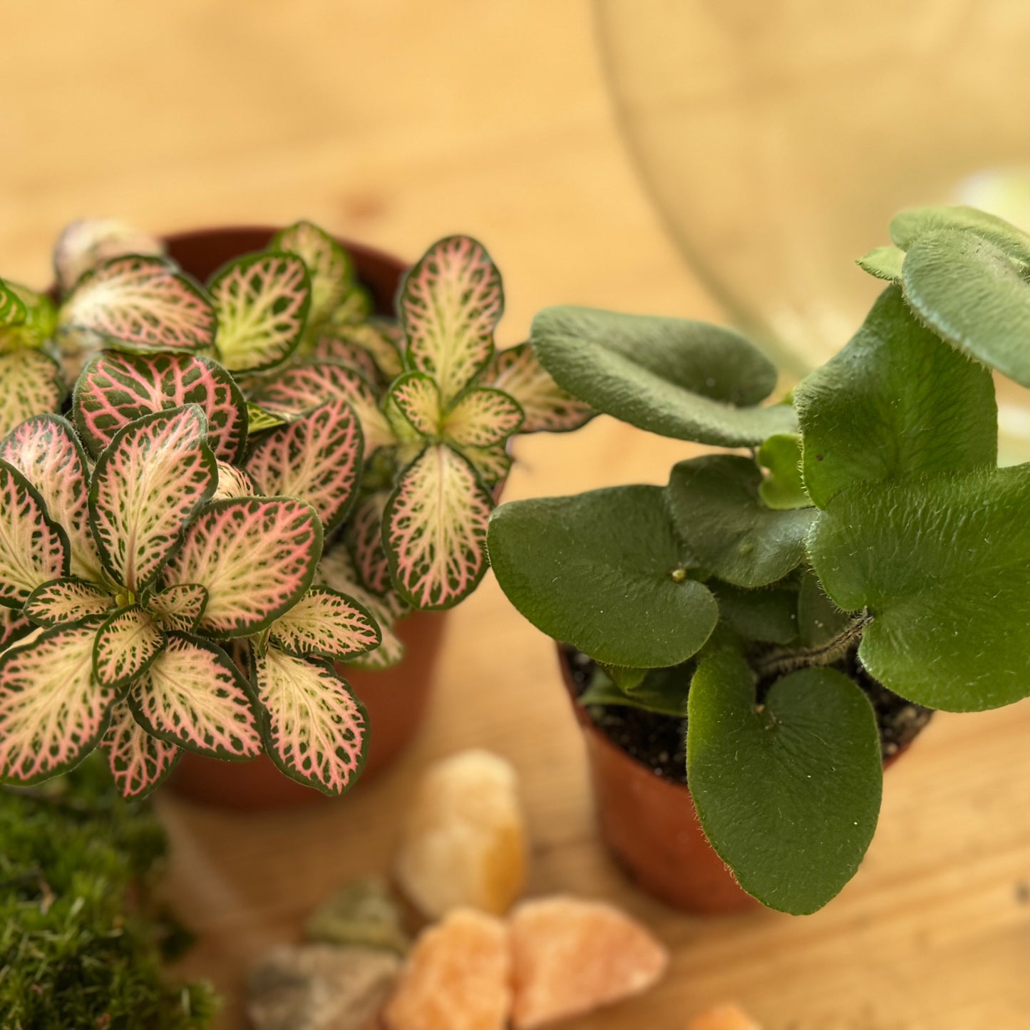 Flaschengarten DIY Set No48 -  Hemionitis arifolia x Fittonia 'Pink Special'