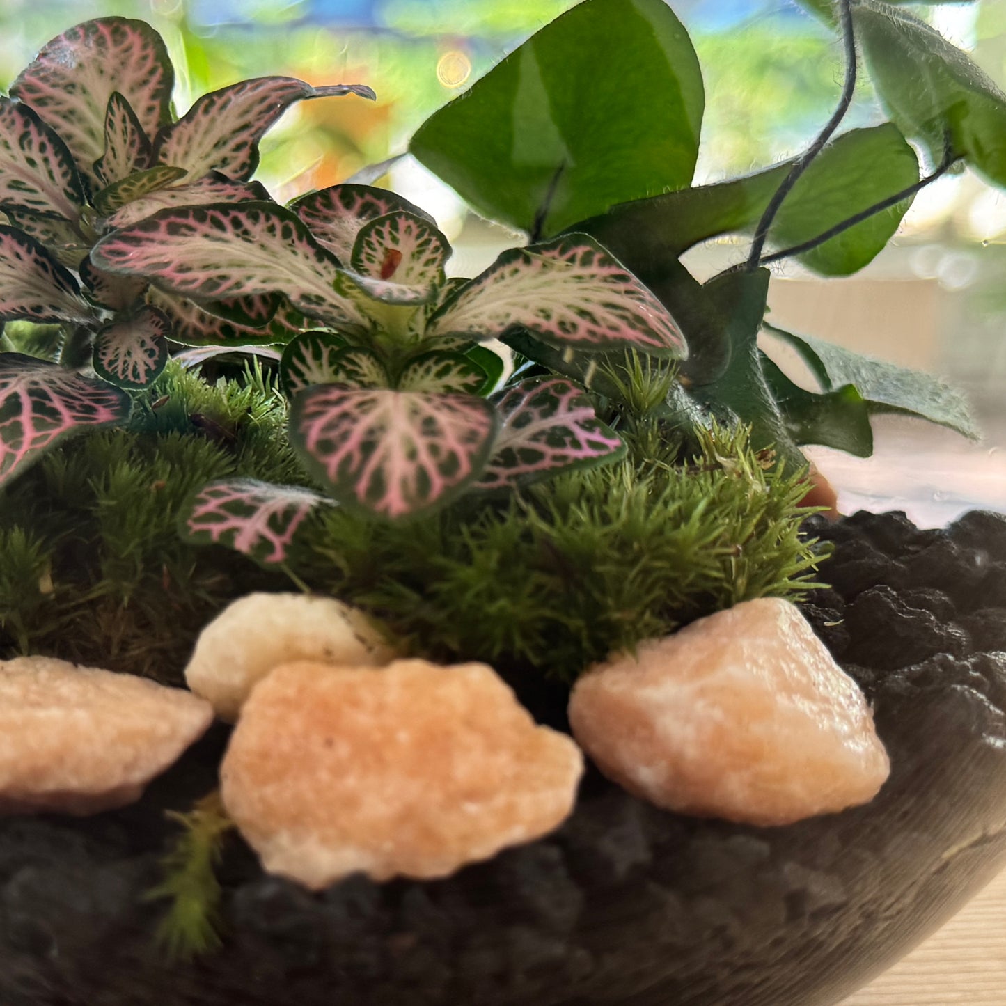 Flaschengarten DIY Set No48 -  Hemionitis arifolia x Fittonia 'Pink Special'