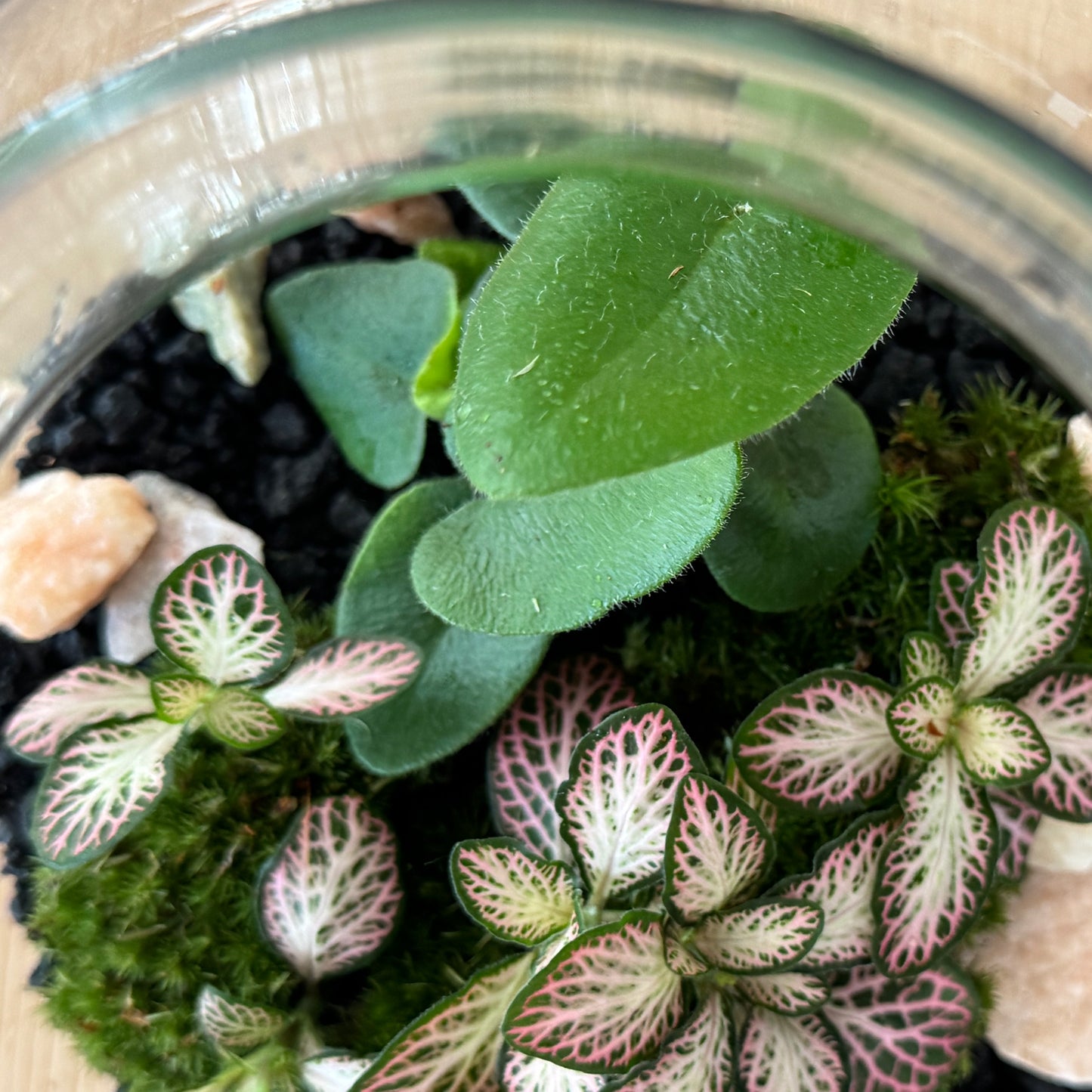 Flaschengarten DIY Set No48 -  Hemionitis arifolia x Fittonia 'Pink Special'