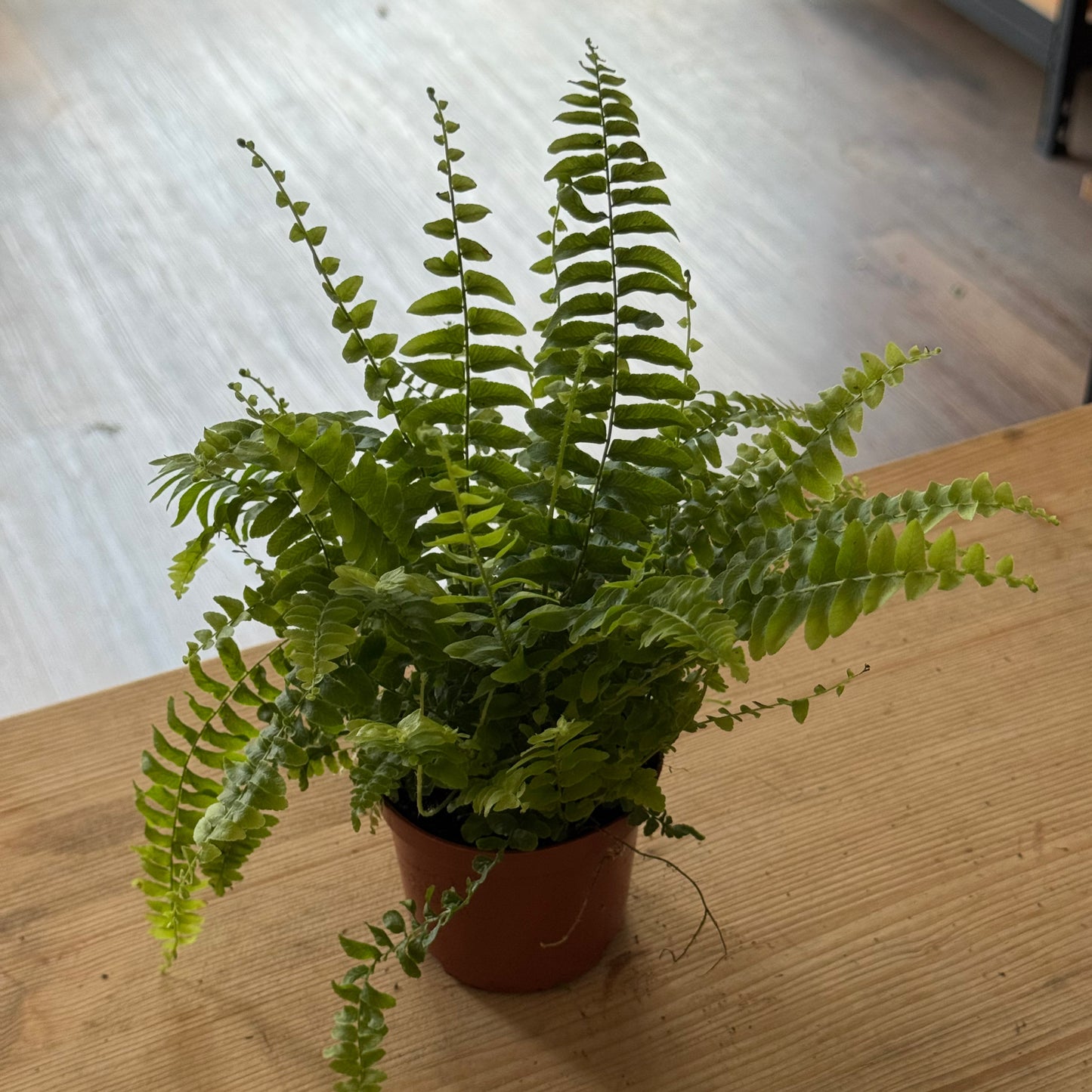 Nephrolepis exaltata 'Green Lady' | Schwertfarn