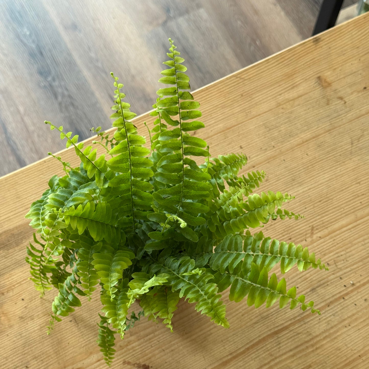 Nephrolepis exaltata 'Green Lady' | Schwertfarn