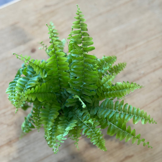 Nephrolepis exaltata 'Green Lady' | Schwertfarn