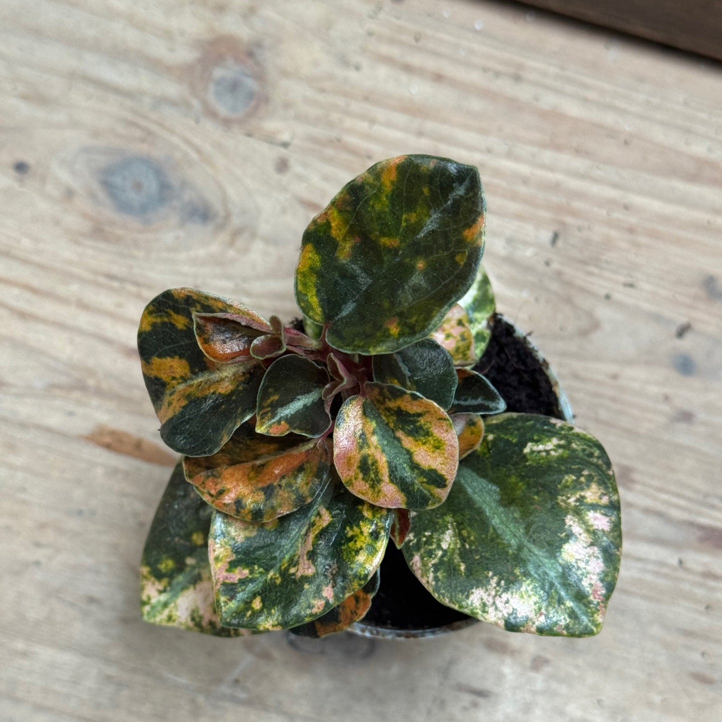 Peperomia Crème Brûlée