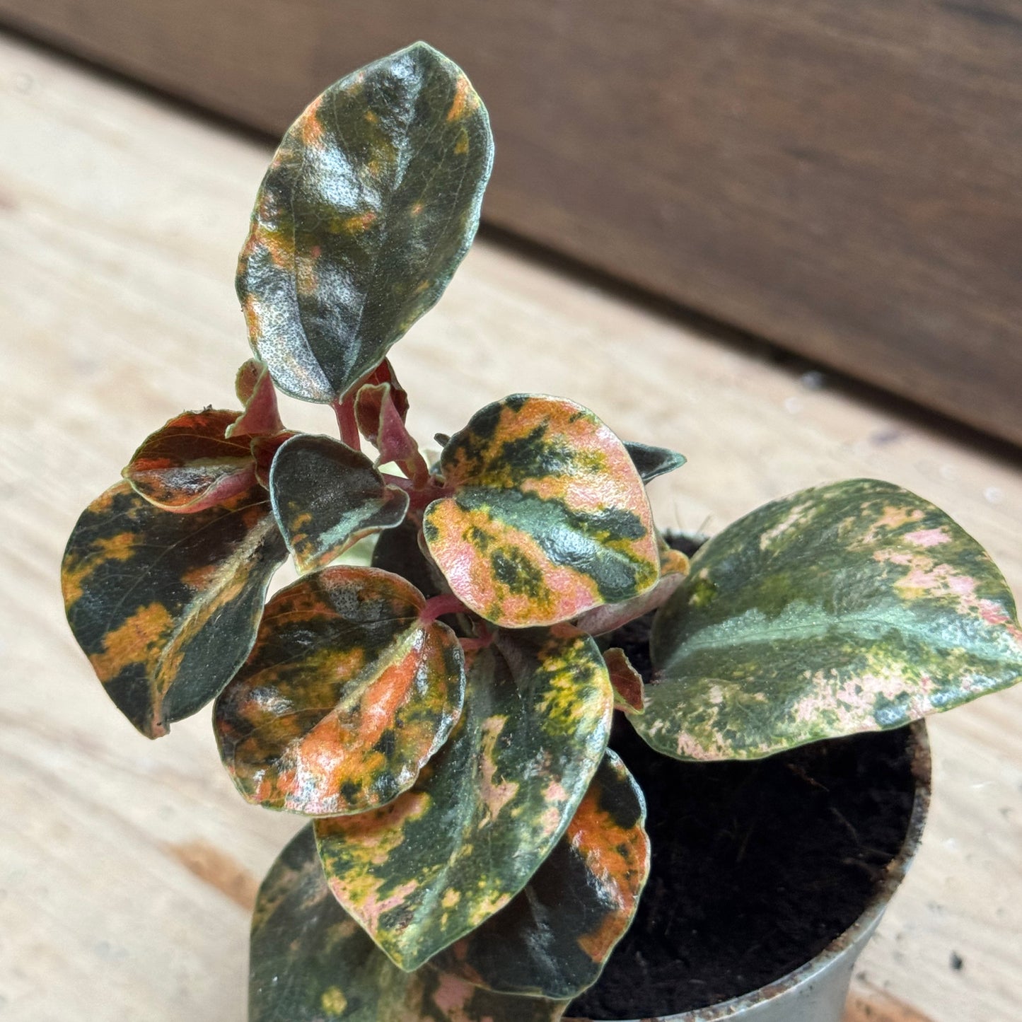 Peperomia Crème Brûlée
