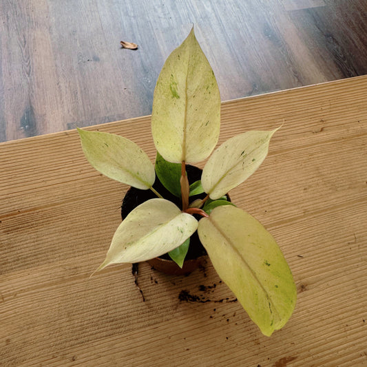 Philodendron 'Snowdrift' | Baumfreund