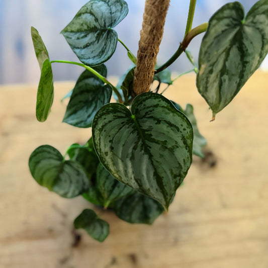 Philodendron brandtianum