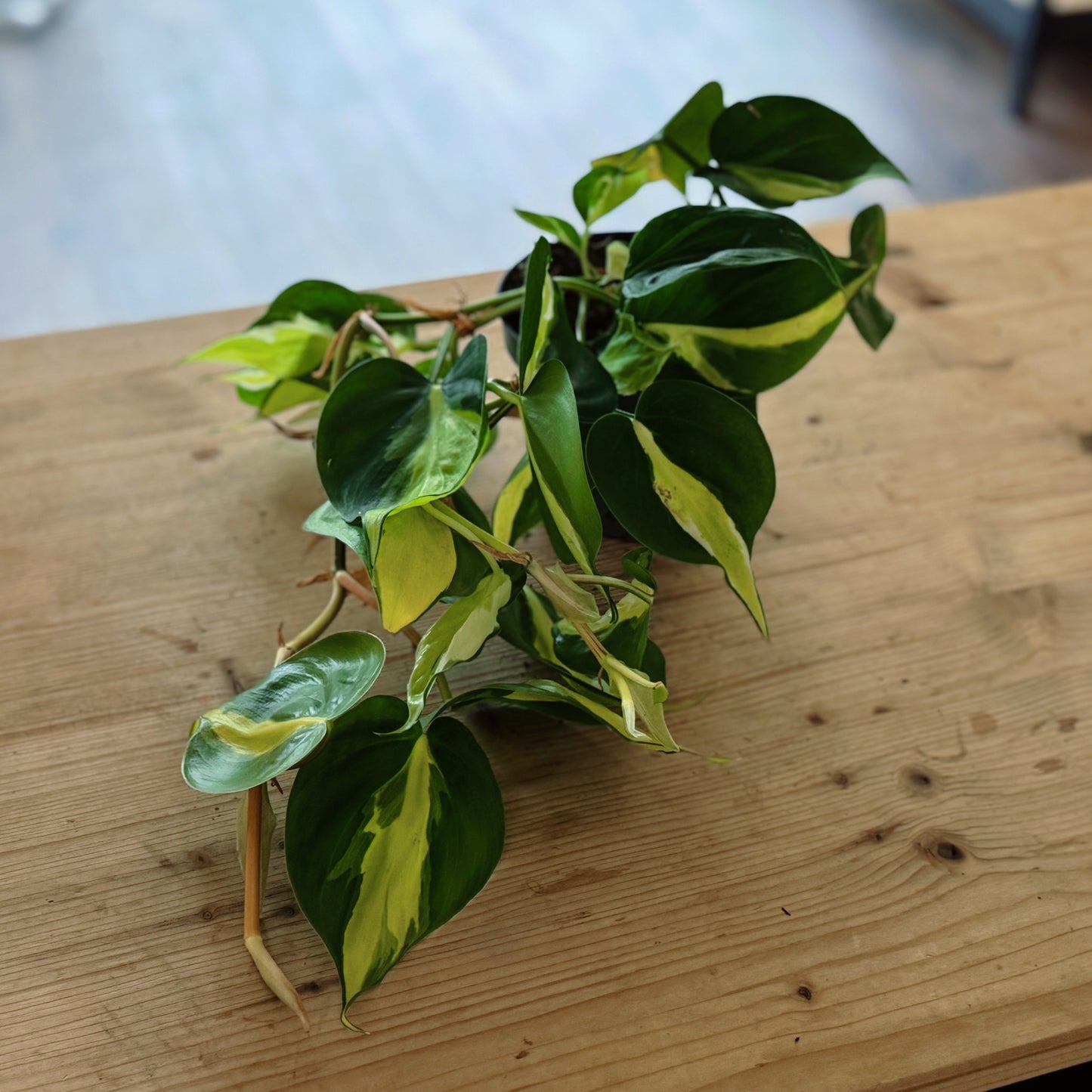 Philodendron hederaceum 'Cream Splash' | Kletterphilodendron