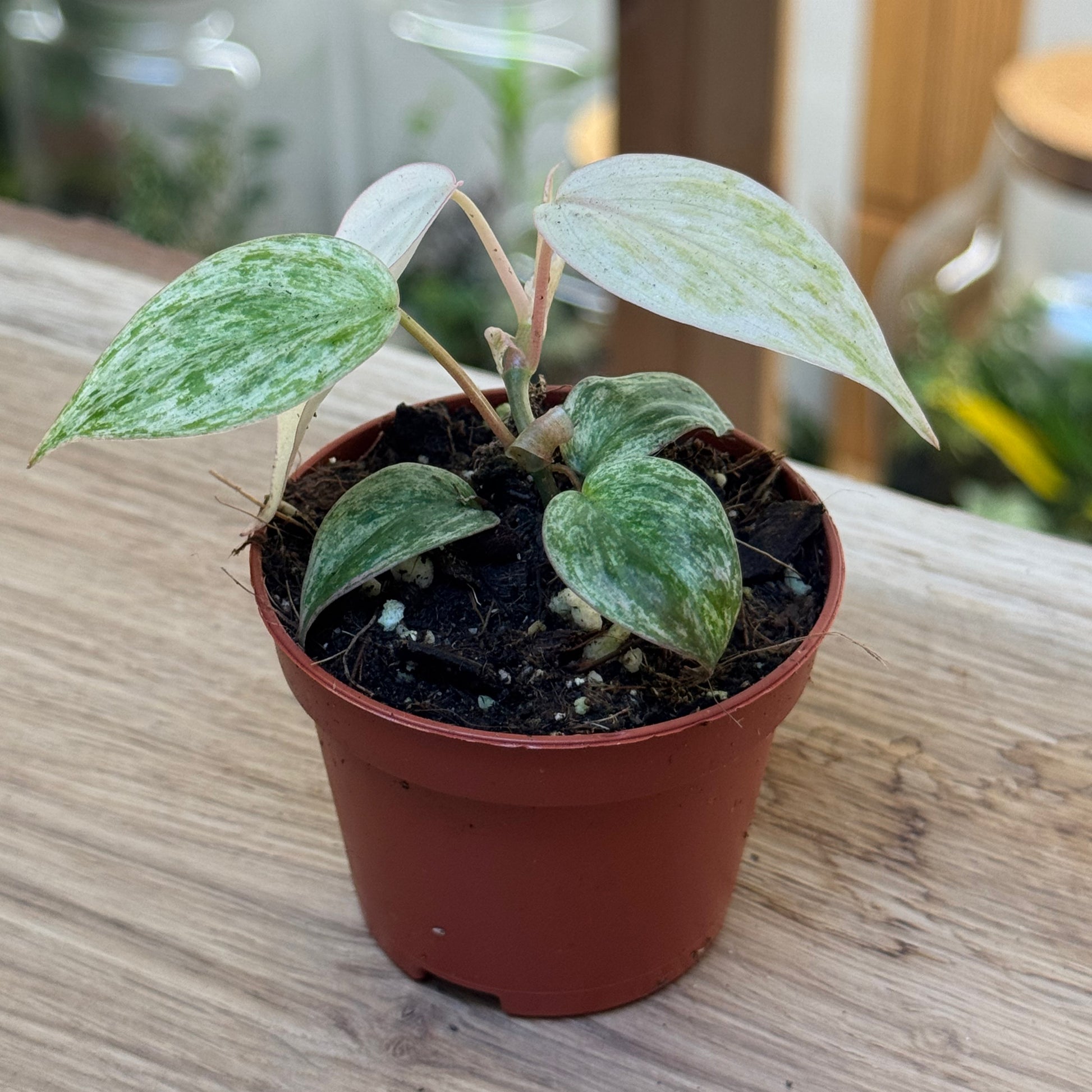 philodendron micans variegata Philodendron hederaceum 'Micans Marble Variegata'