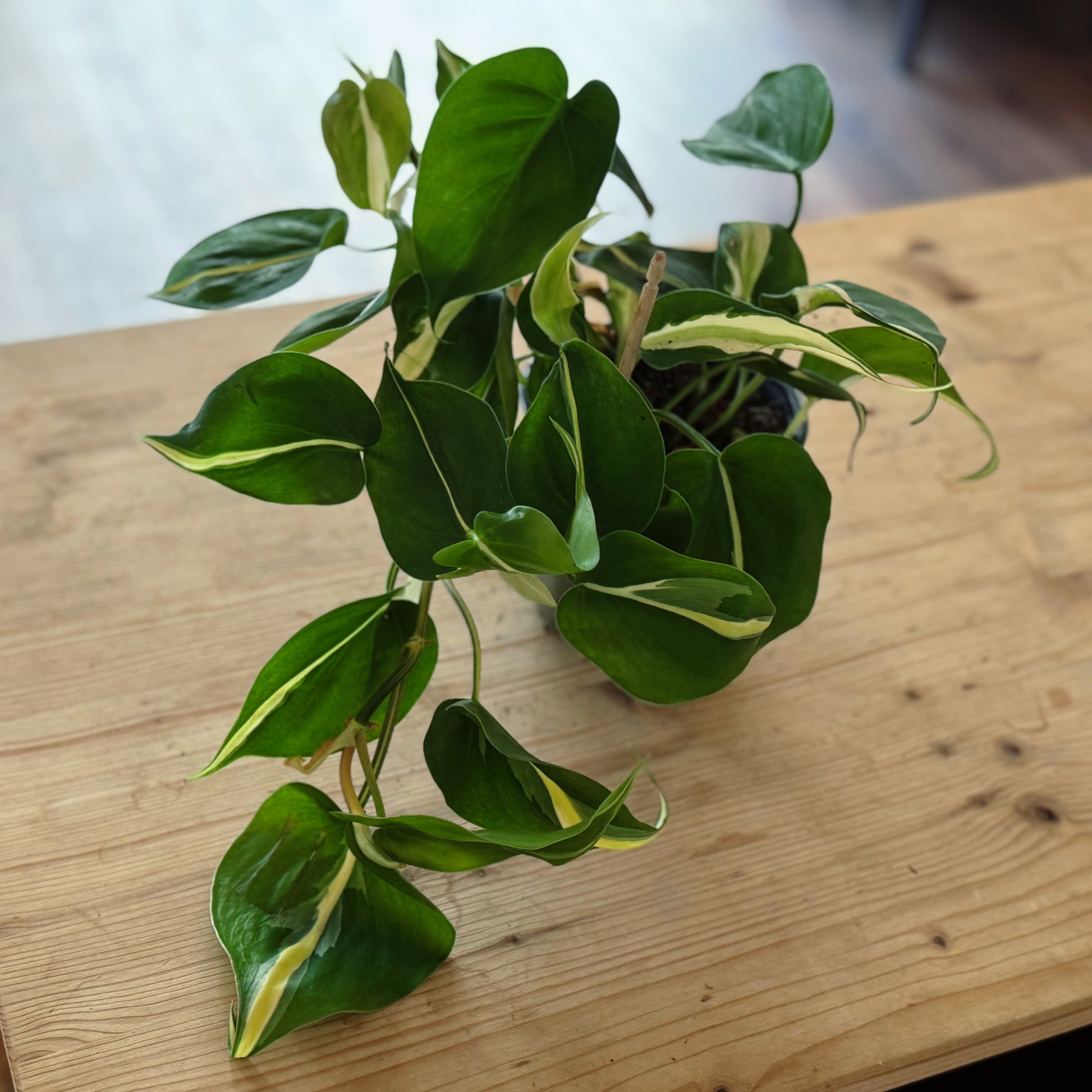 kletternde philodendron Philodendron hederaceum 'Silver Stripe'