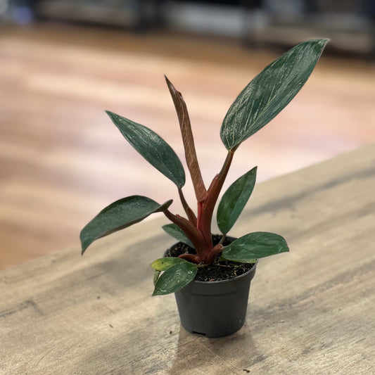Philodendron sp. ‘Pink Birkin‘  | Baumfreund
