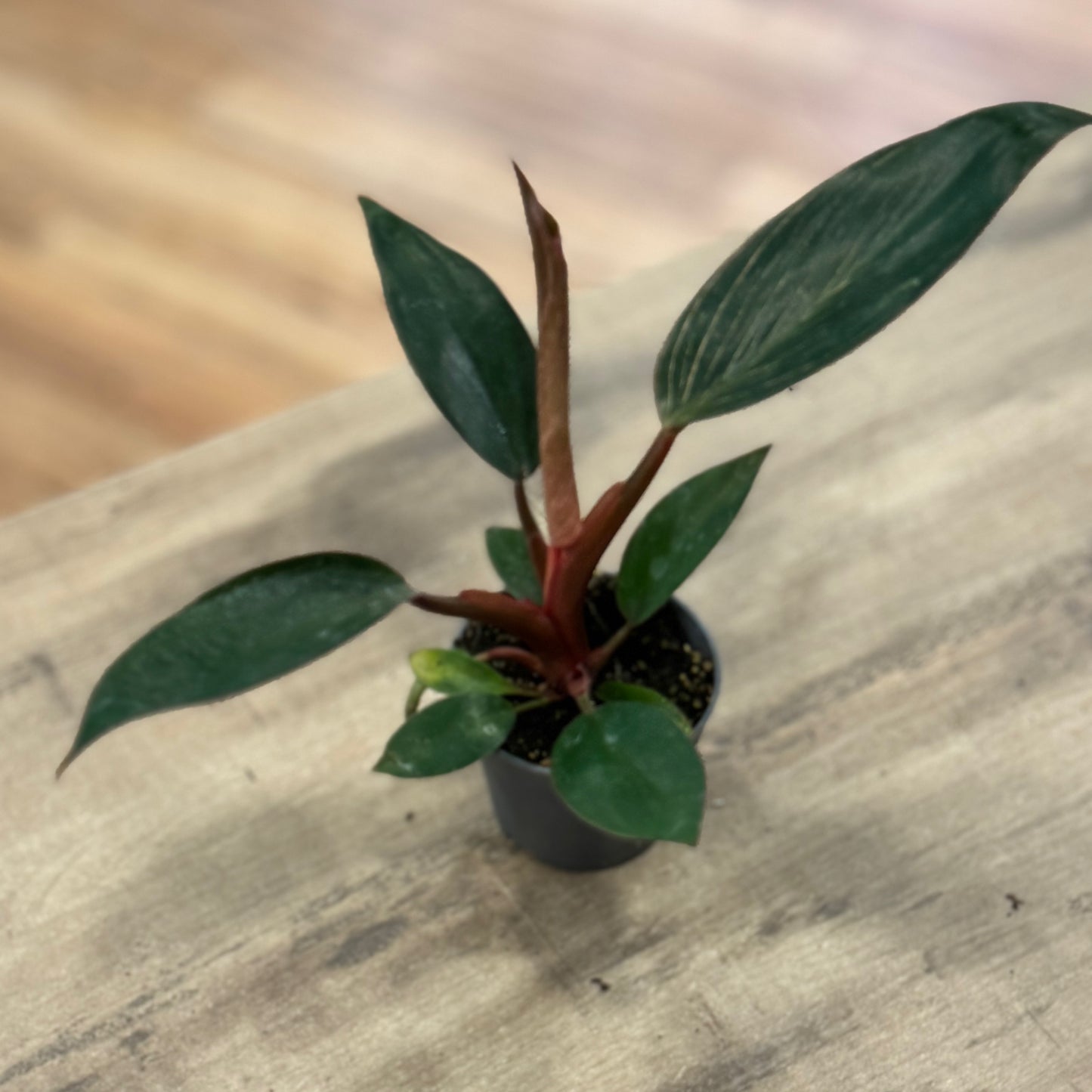 Philodendron sp. ‘Pink Birkin‘  | Baumfreund