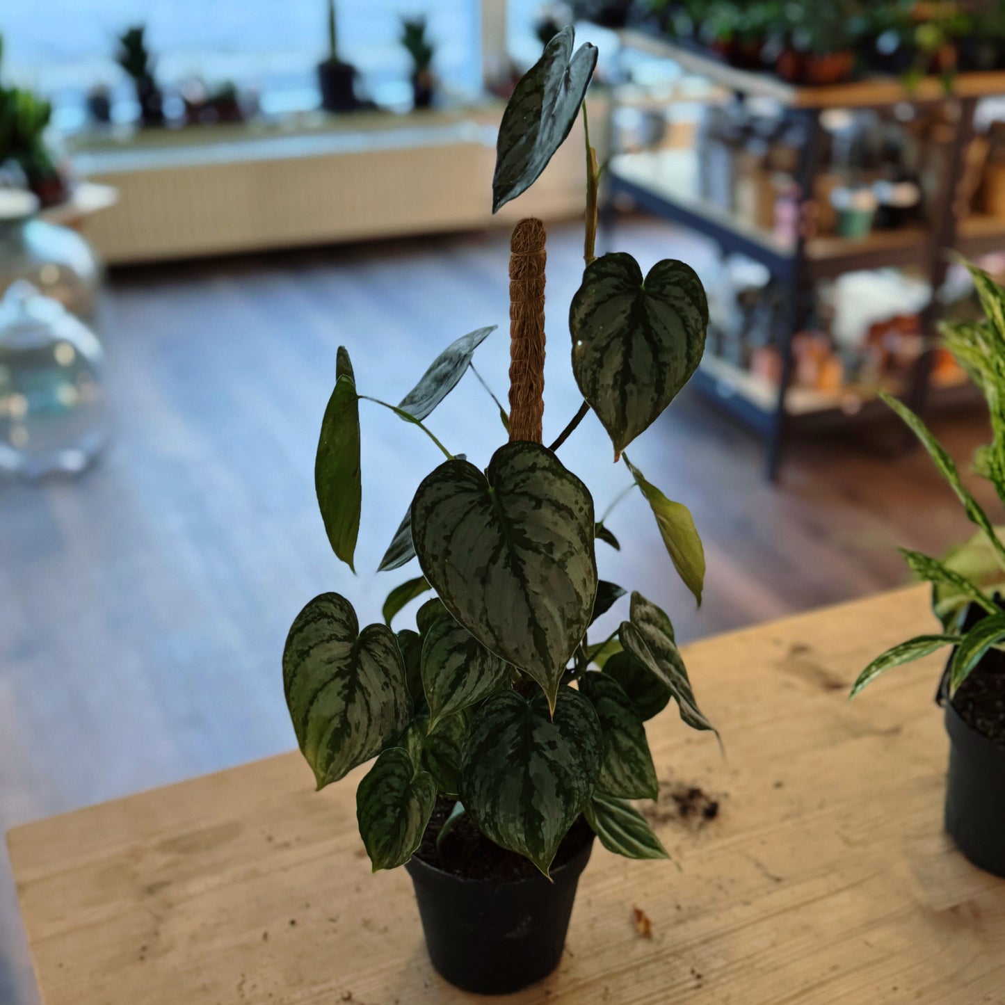 Philodendron brandtianum