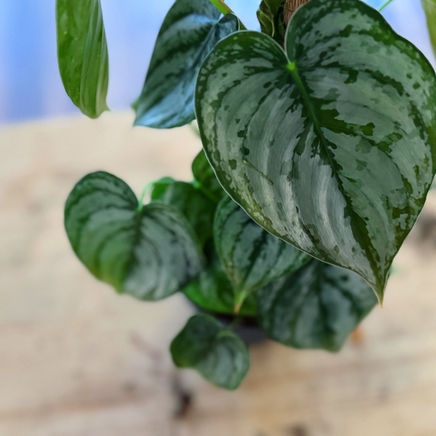 Philodendron brandtianum