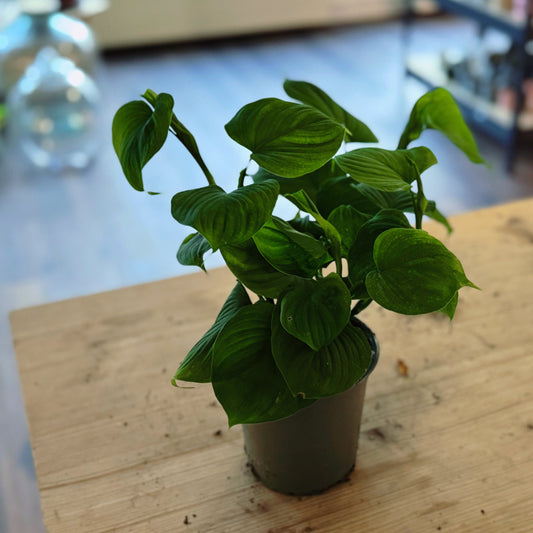 Philodendron fibraecataphyllum