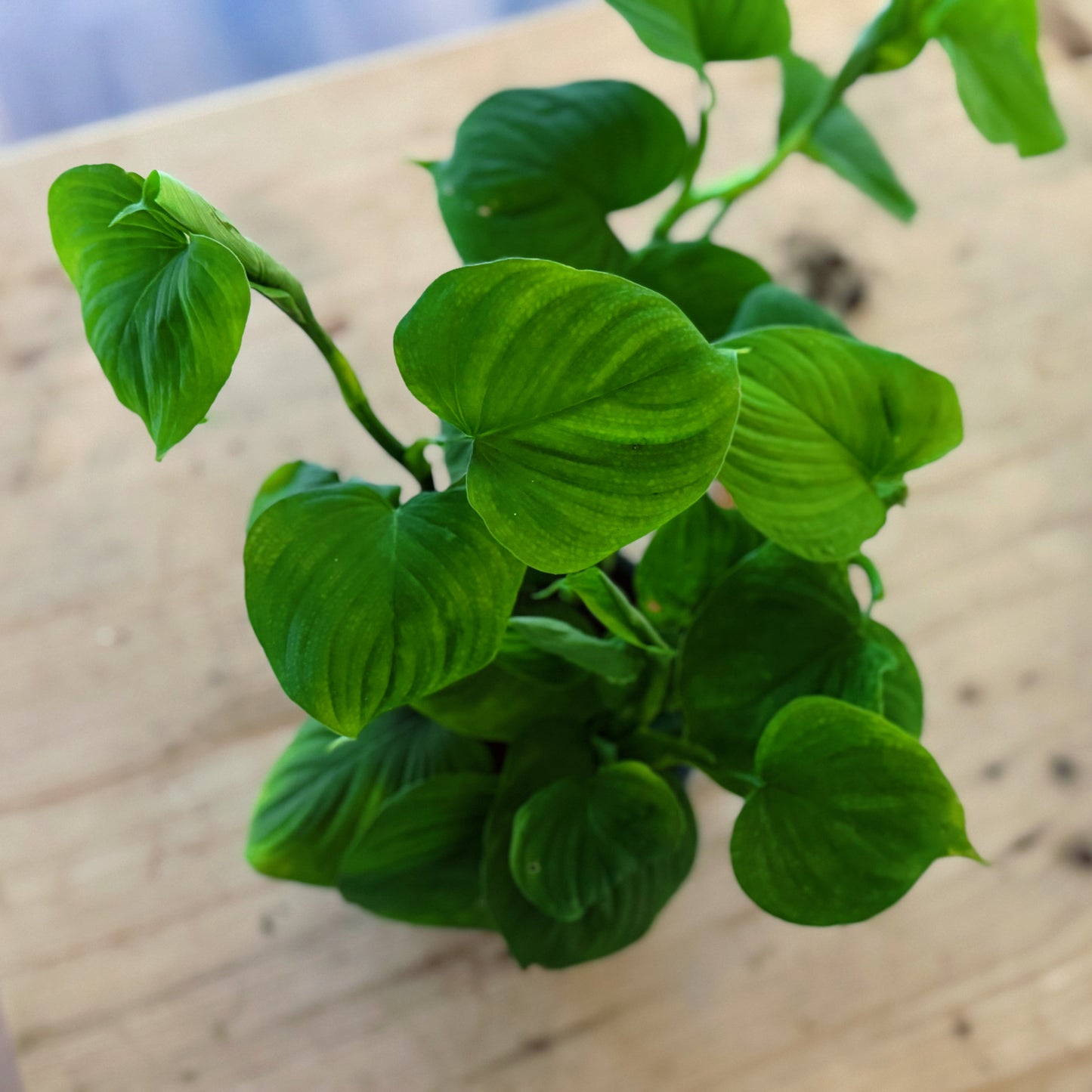 Philodendron fibraecataphyllum