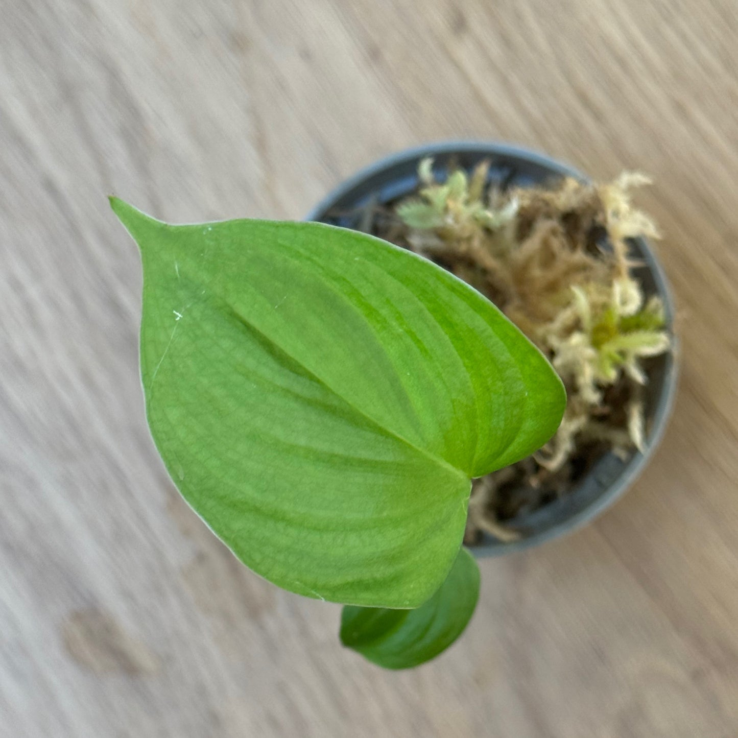 Philodendron fibraecataphyllum Steckling