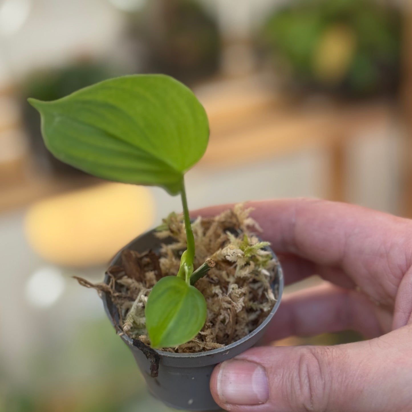 Philodendron fibraecataphyllum Steckling