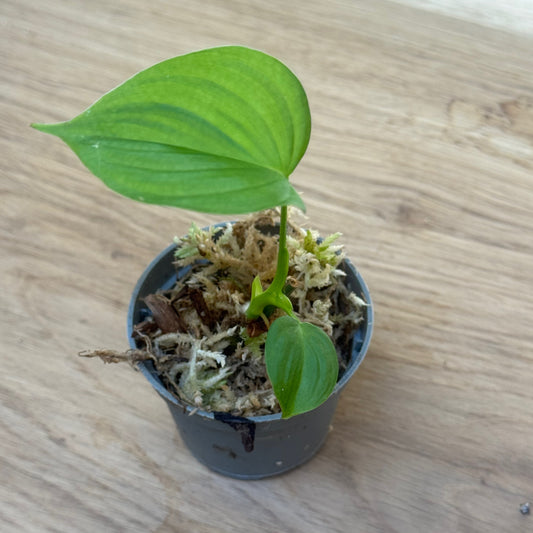 Philodendron fibraecataphyllum Steckling