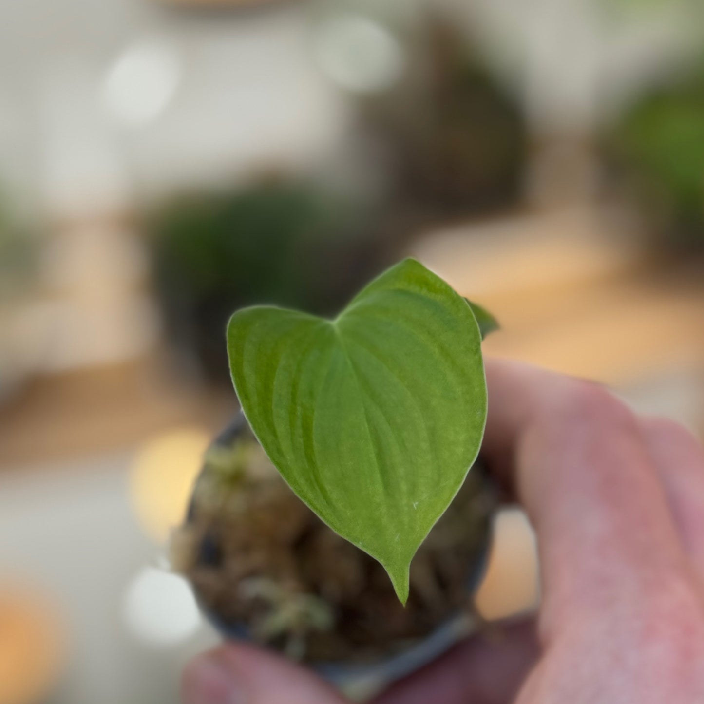 Philodendron fibraecataphyllum Steckling