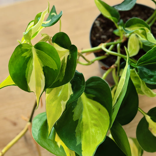 Philodendron hederaceum 'Cream Splash' | Kletterphilodendron
