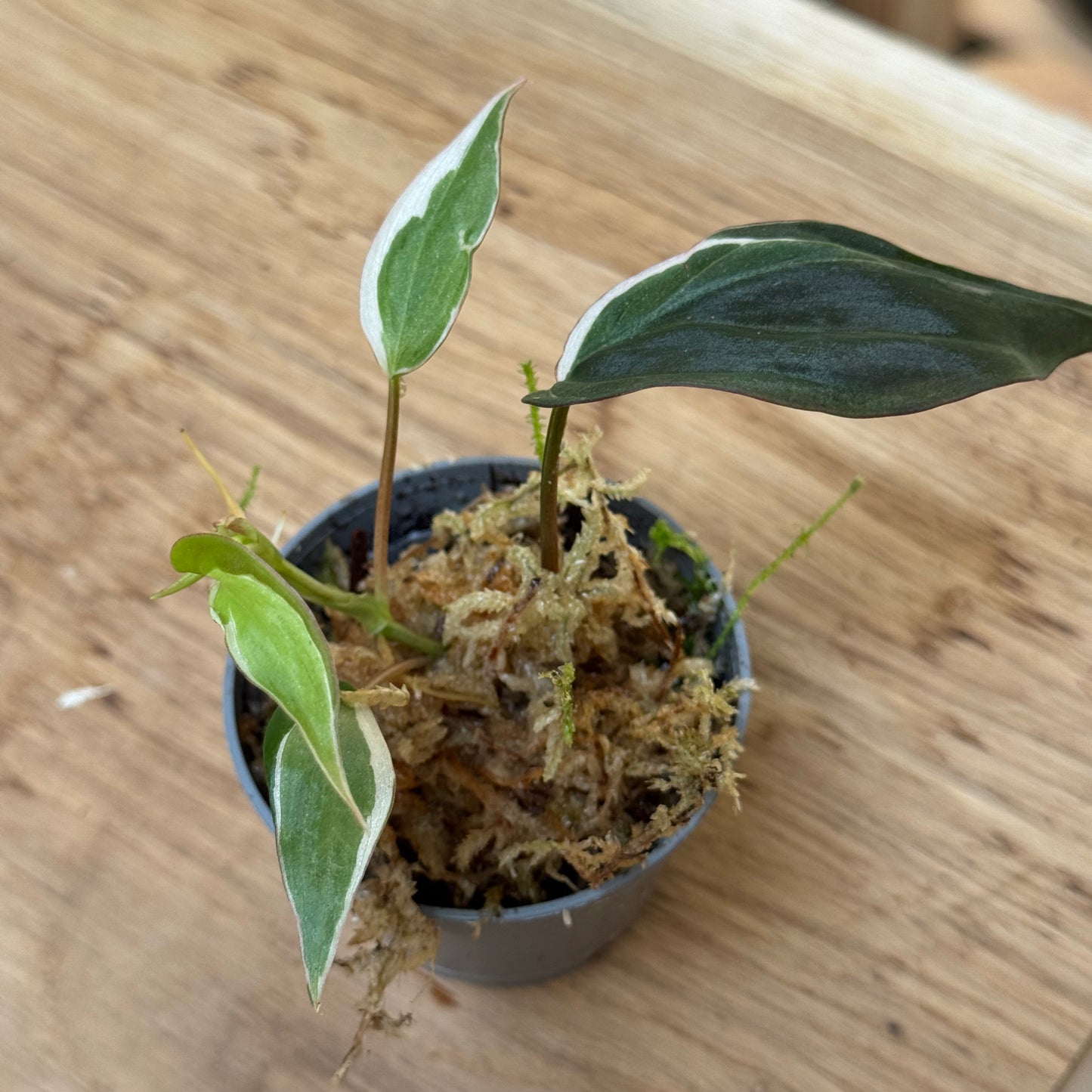 Philodendron hederaceum ‘Micans Variegated Albo’ Steckling | Variegierte Samt-Philodendron