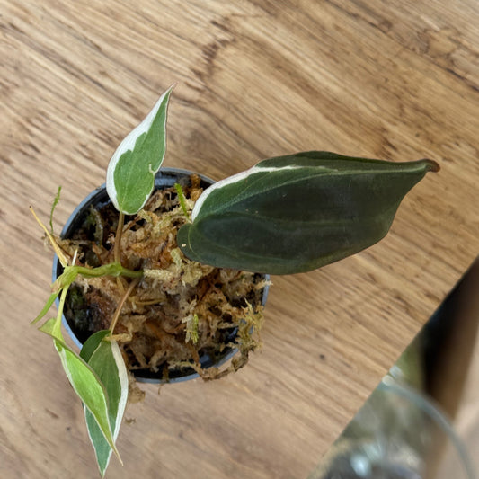 Philodendron hederaceum ‘Micans Variegated Albo’ Steckling | Variegierte Samt-Philodendron