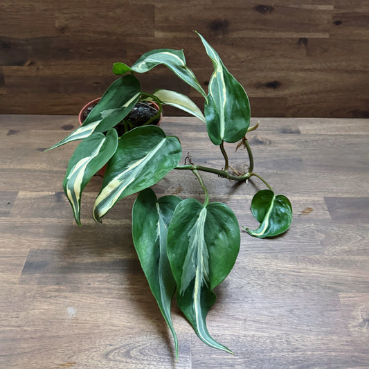 Philodendron hederaceum 'Rio' | Kletterphilodendron