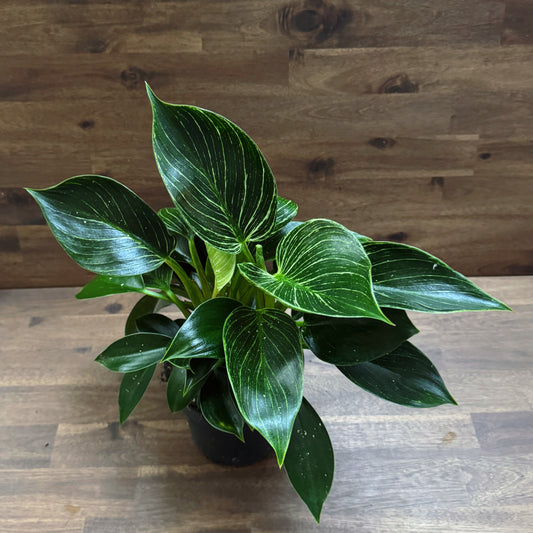 Philodendron sp. ‘Birkin‘ & ‘White Measure | Baumfreund