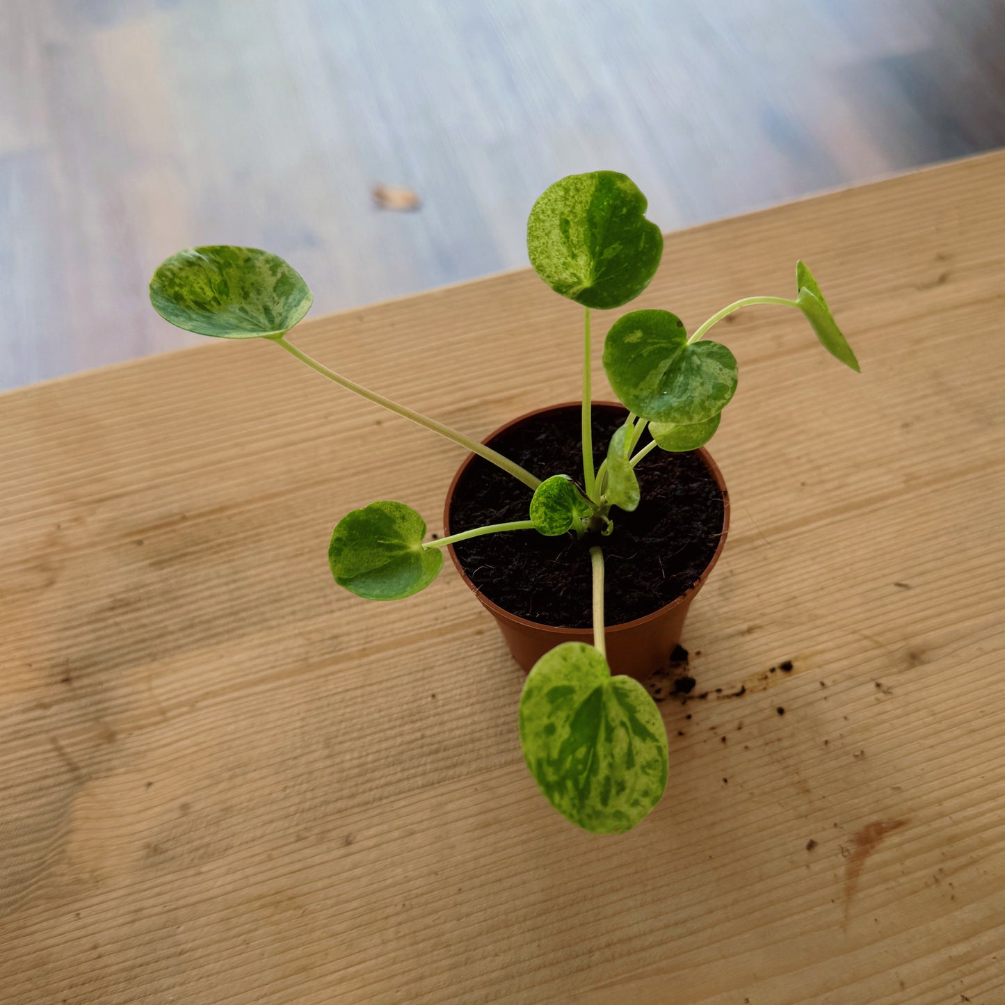 Pilea peperomioides 'Mojito' | Glückstaler | ufo plant