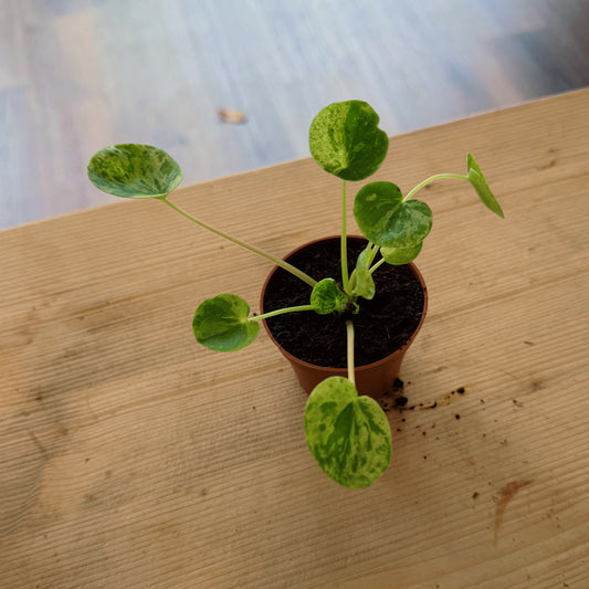 Pilea peperomioides 'Mojito' | Glückstaler | ufo plant