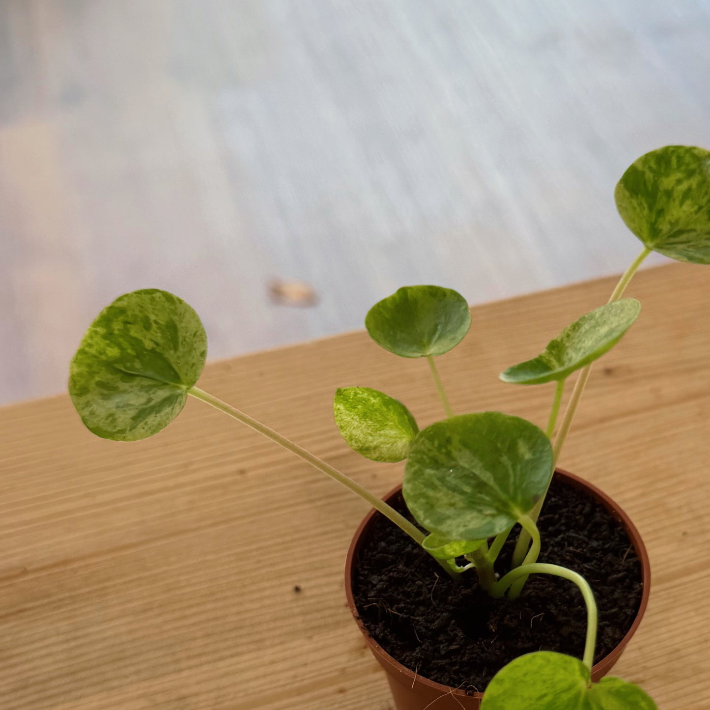 Pilea peperomioides 'Mojito' | Glückstaler | ufo plant
